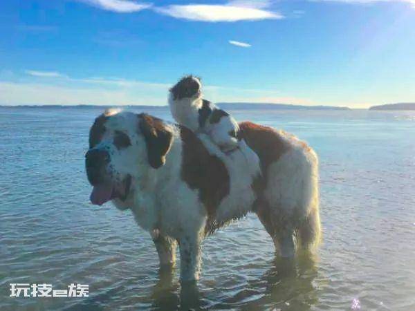体型最大的狗排行榜前十名(世界上最大的犬种有多高)-图片9
